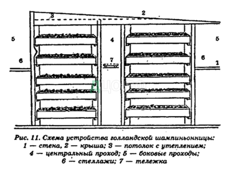 Курсовая работа по теме Технология выращивания грибов